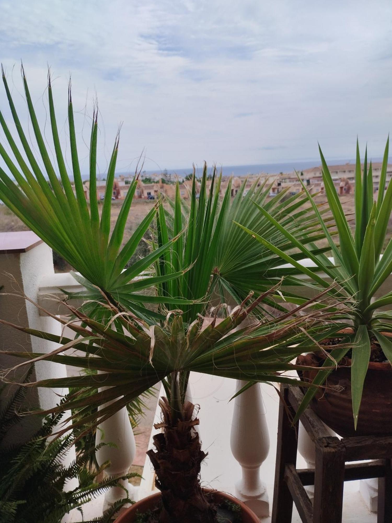 Apartmán Casa Carino Torrox Exteriér fotografie